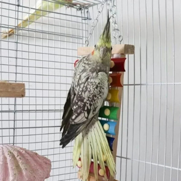 Xilofono giocattolo sonoro per pappagalli, inseparabili e uccelli - accessorio gabbia